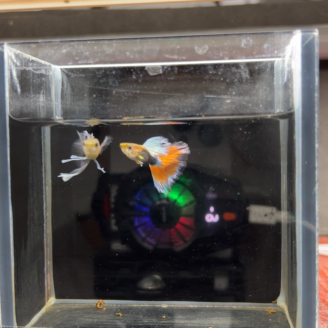 孔雀鱼蓝礼服绣球一对