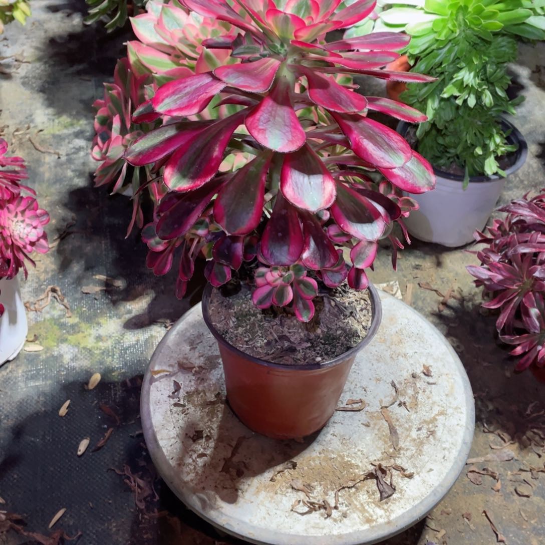 多肉植物丽娜743