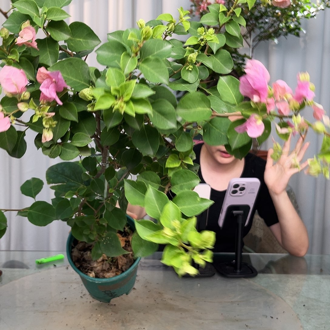 当前无花栽培后可以开花红粉佳人带竹一颗