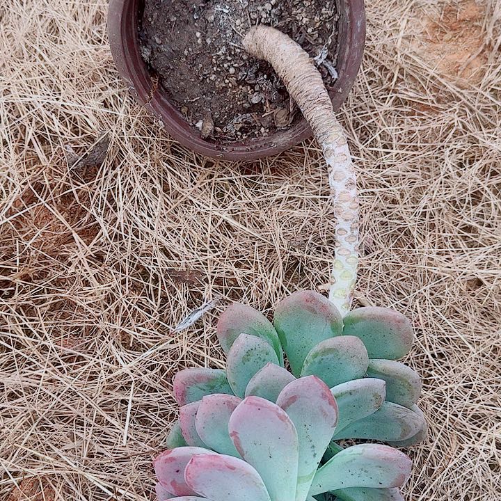 然***宝燃宝的1颗奥普琳娜