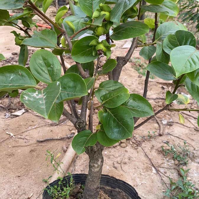 火晶盆栽地栽阳台庭院皆可种植