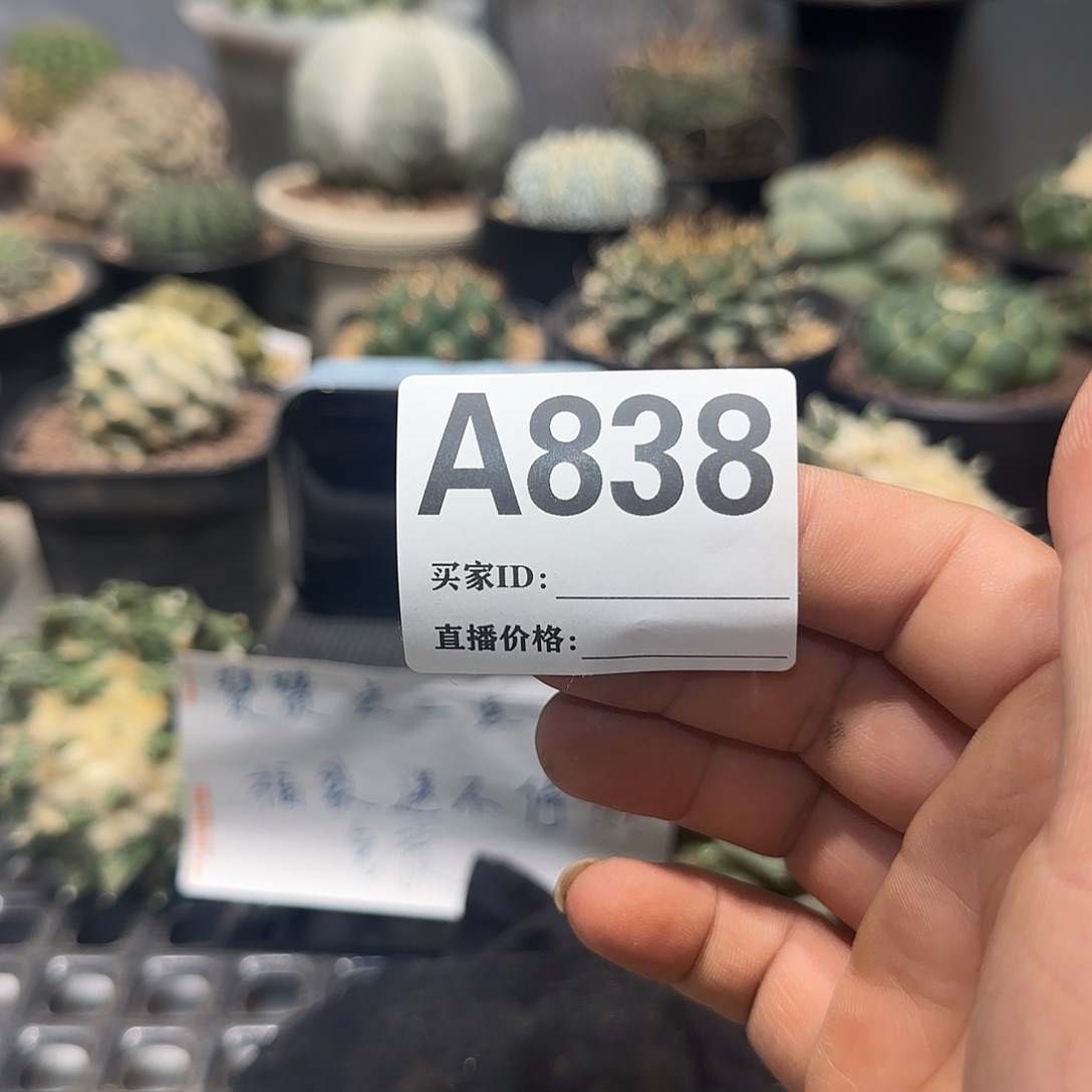 贺***r实生仙人球特价一颗