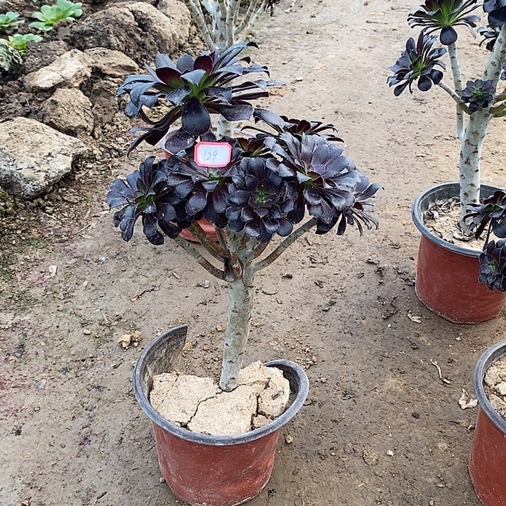 129，黑魔法多肉法师