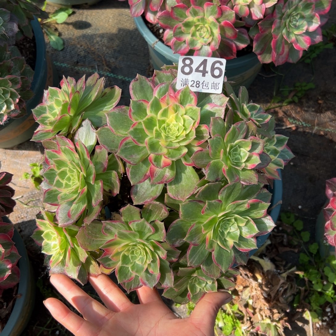 多肉植物846万花筒有几个断枝