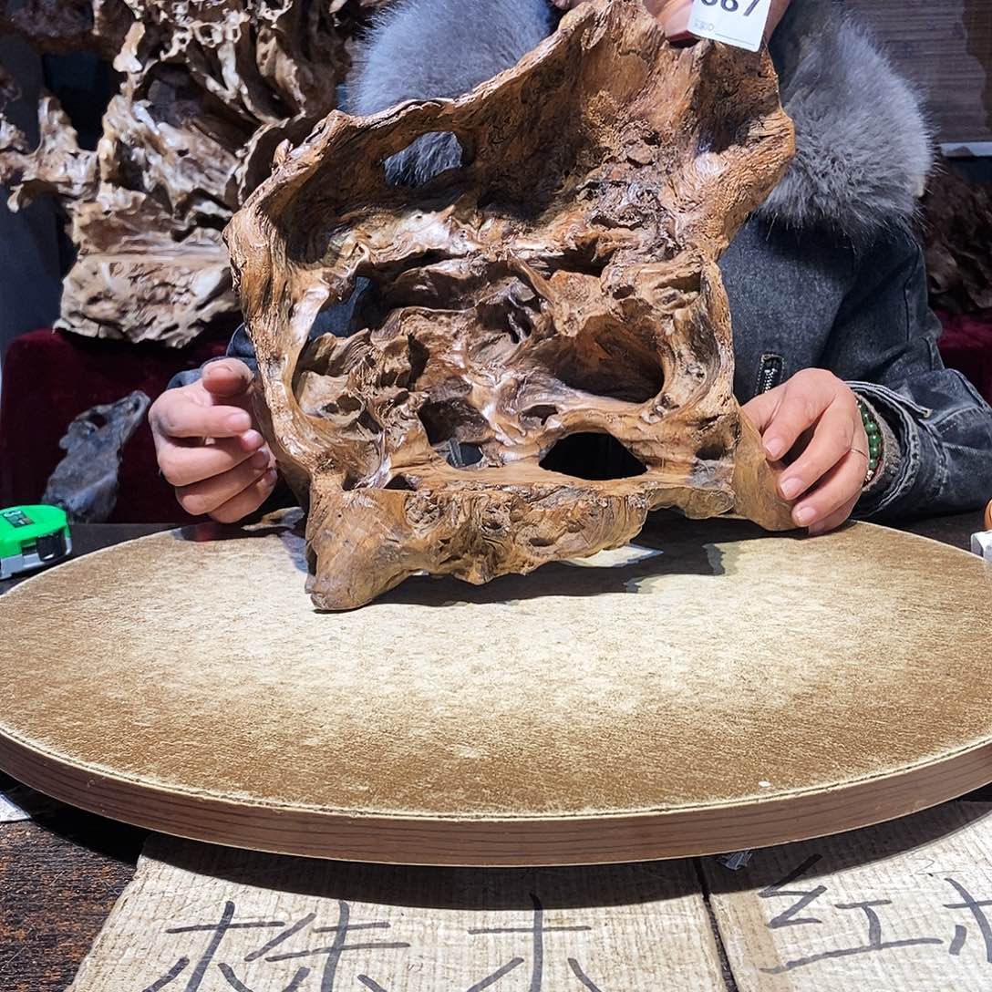 389。株木随行根艺