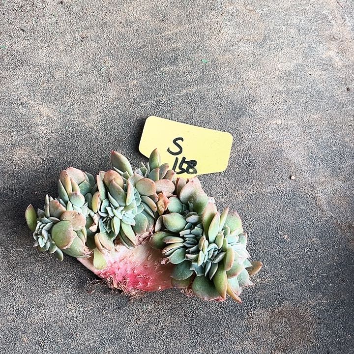 白凤缀158号码牌子的话题