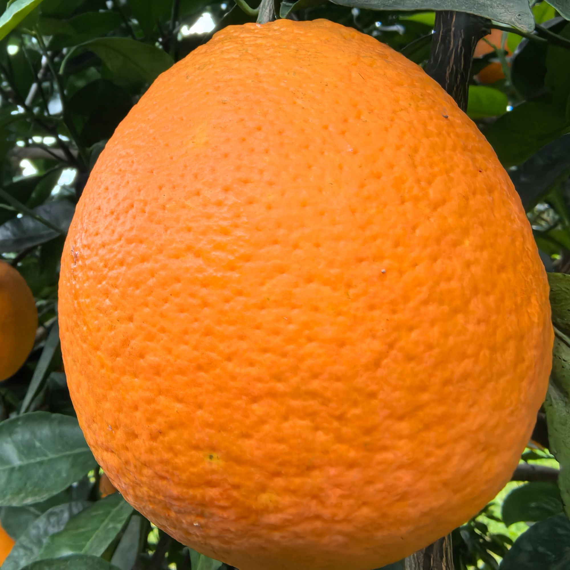 3.当季川北纽荷尔脐橙（广元苍溪）