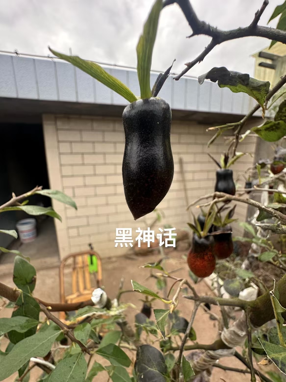 浙江仙居红枫黑神话