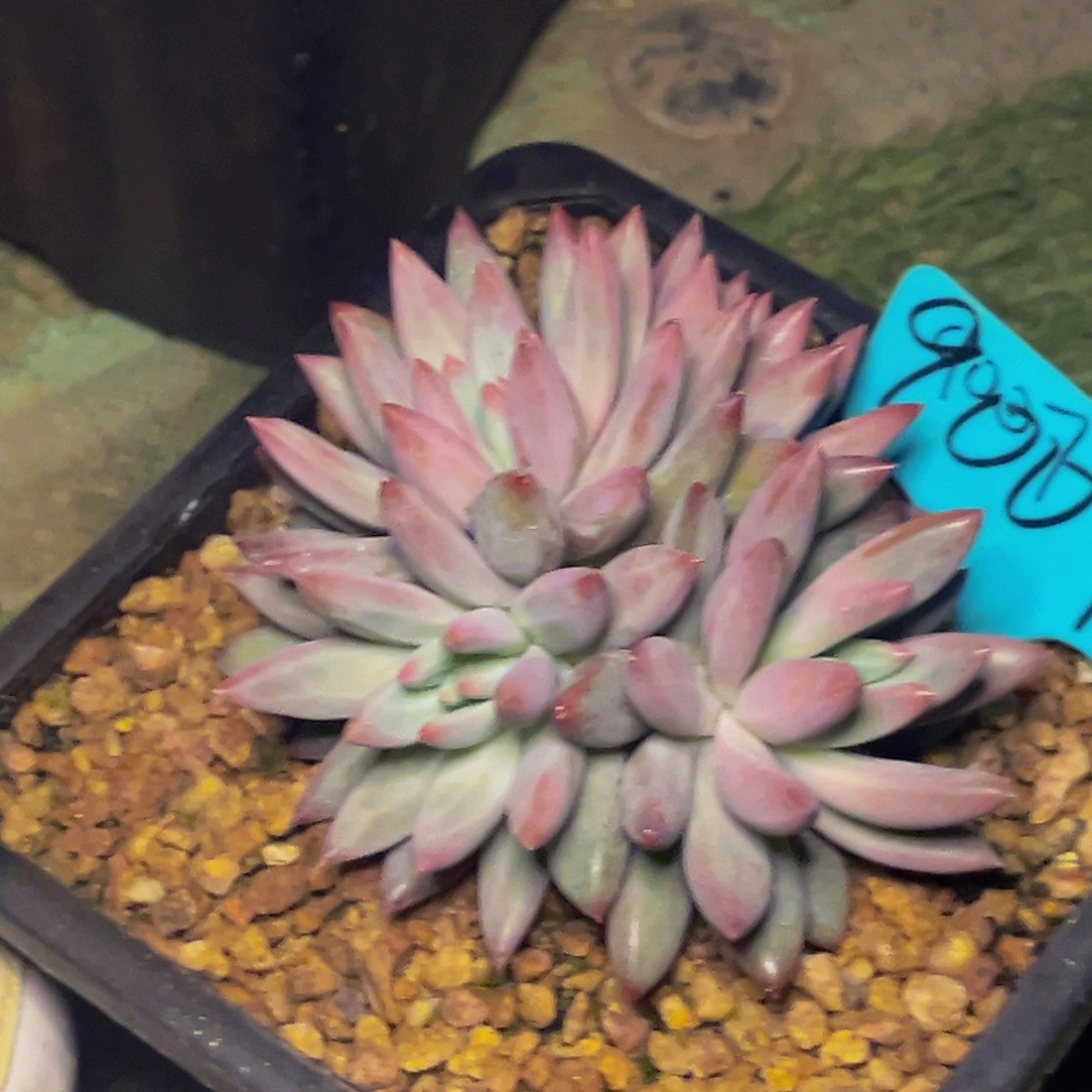 9007号晚上多肉植物群生多肉植物