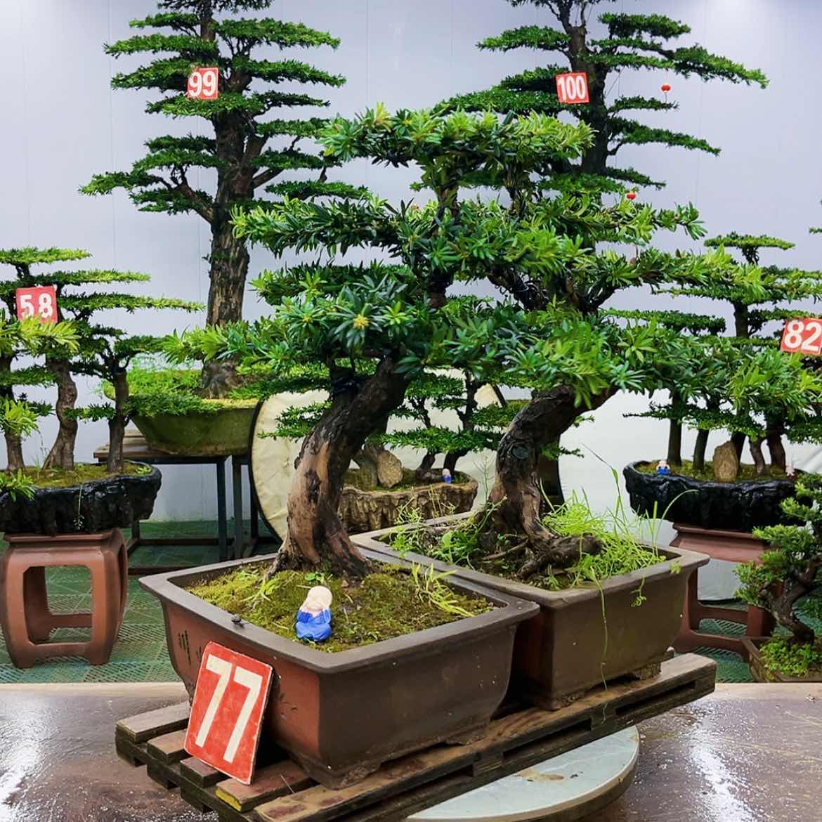 【闪购商品】罗汉松盆景作品赏花