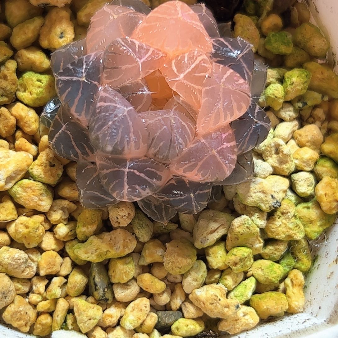 糊斑霏桃十二卷多肉植物