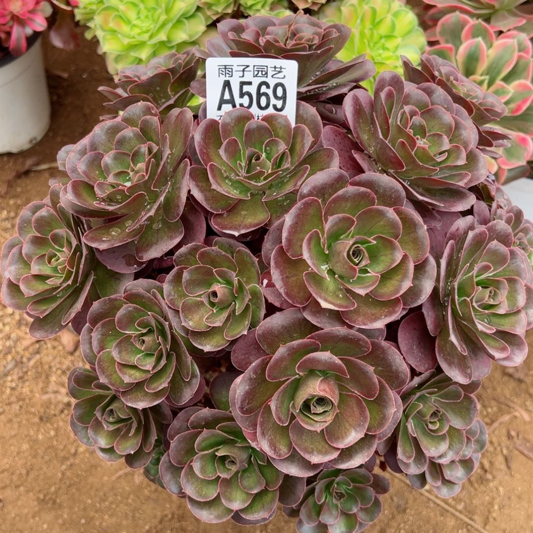 569魅金玫瑰尺寸28左右