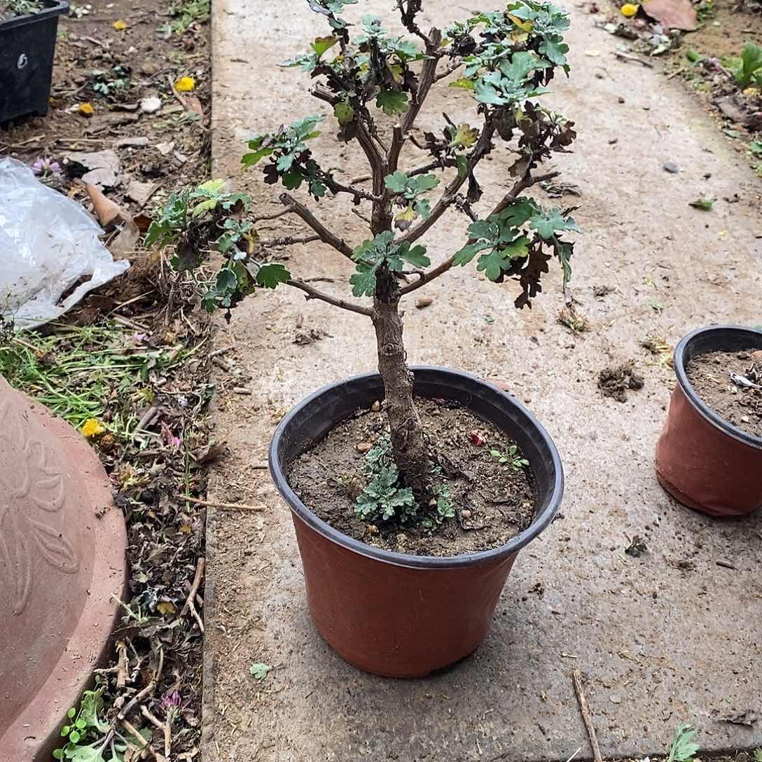清***寨完全开放盆景菊花