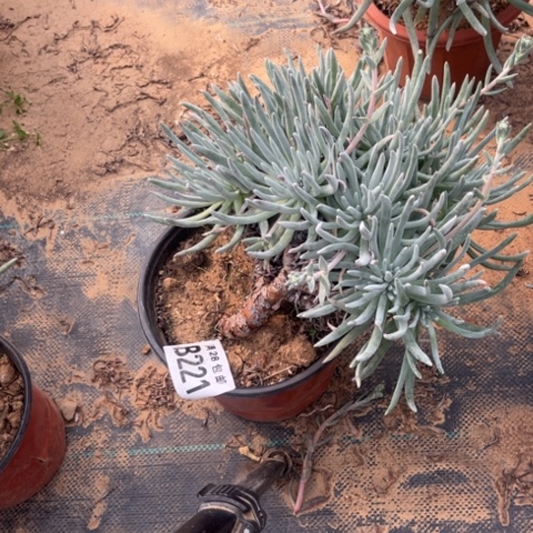 221爱度莉丝不包断枝