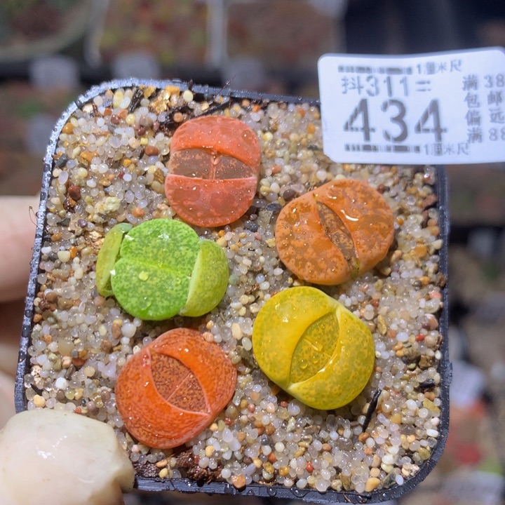 精品生石花311.434