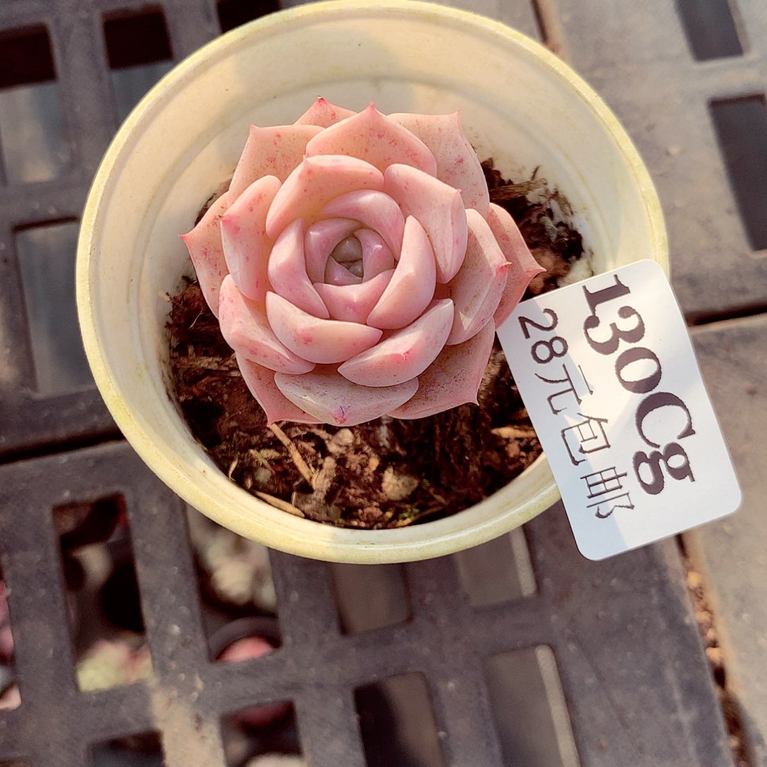 5厘米盆精控多肉130