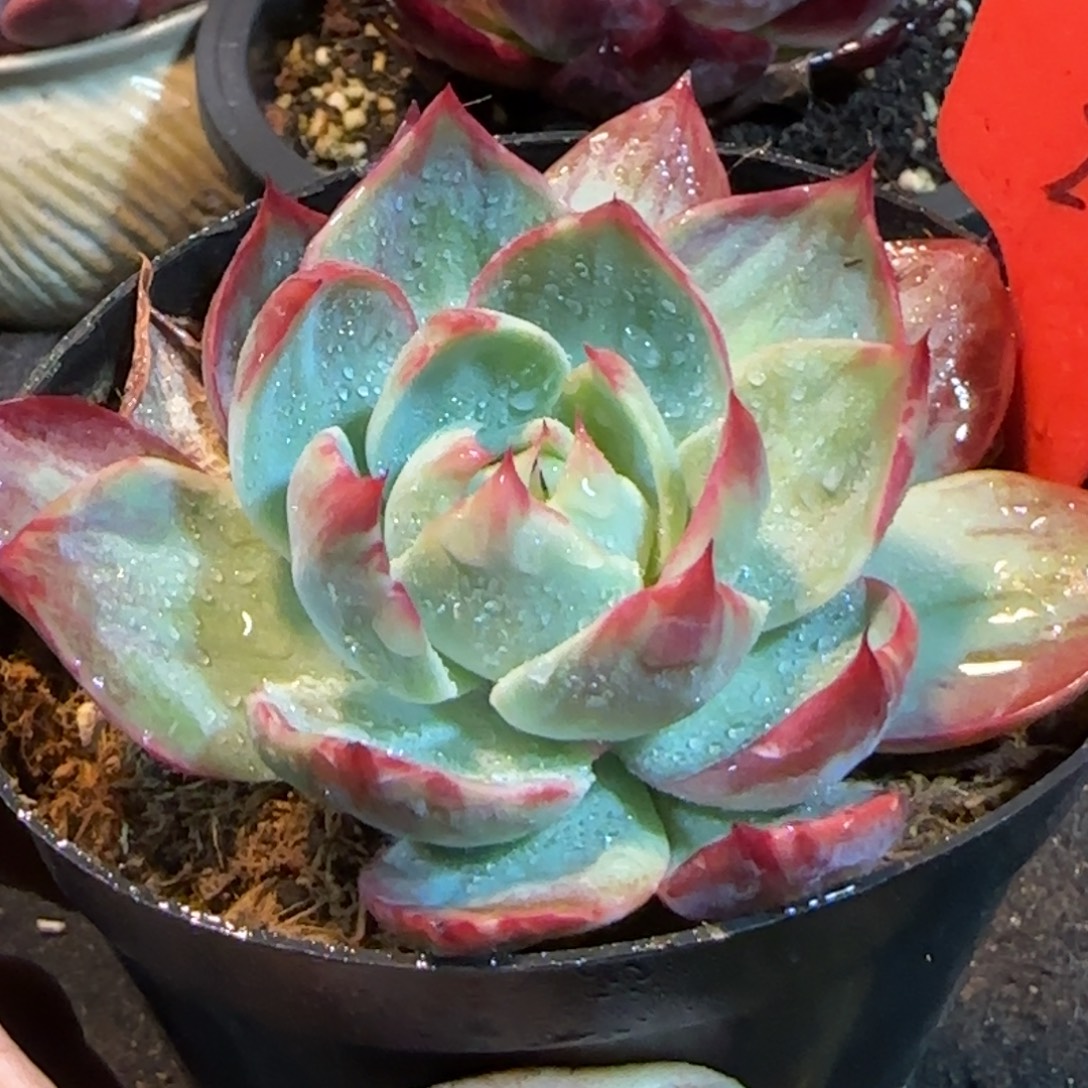 惊鸿一物一拍包装收缩花旱273
