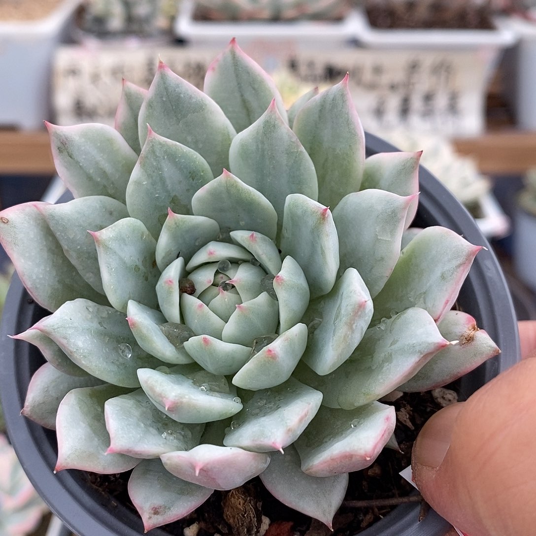 02138tp 锦多肉植物