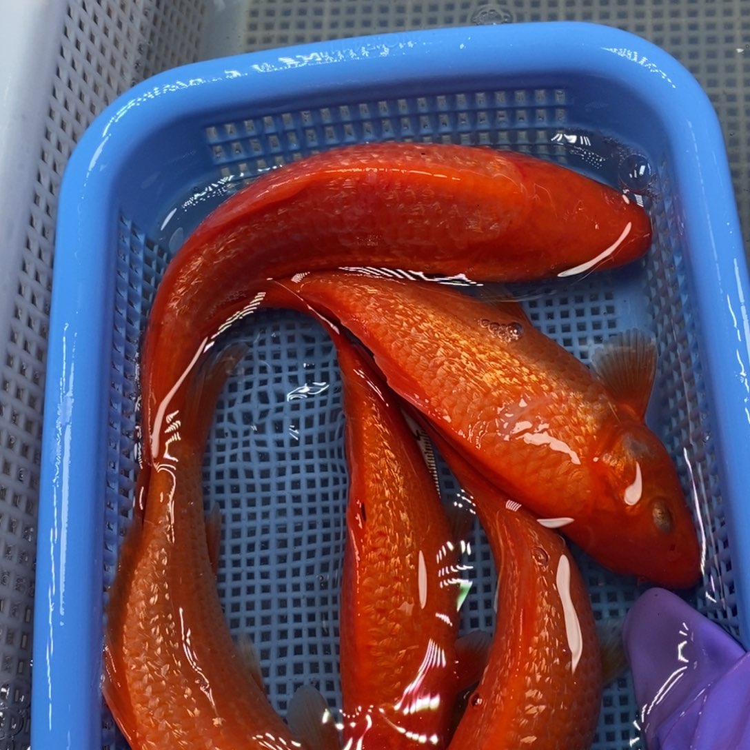 锦鲤冷水锦鲤包邮