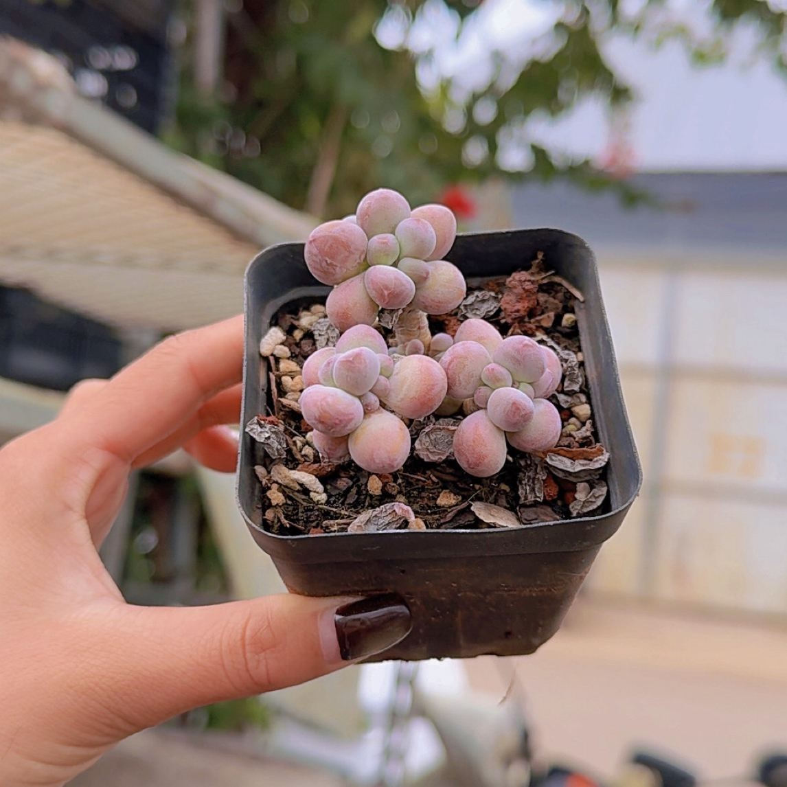 苹果奶老桩多肉植物3-4头起发4-6cm