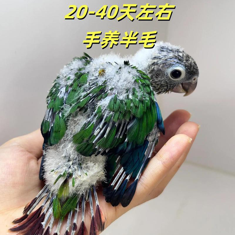 手养亲人可学舌小鸟宠物活体小宠顺丰包邮