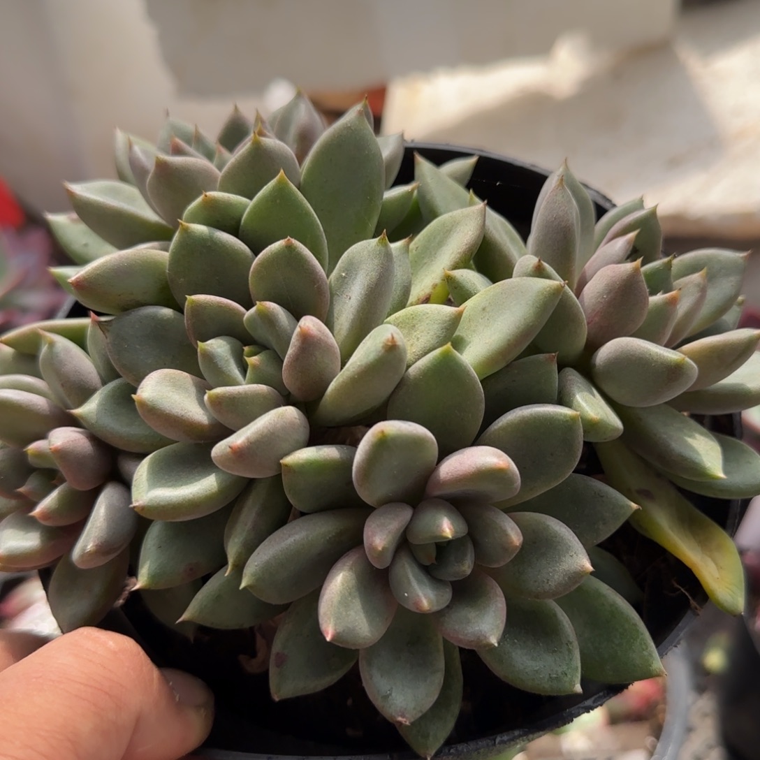 红象牙一物一拍包装收缩花旱