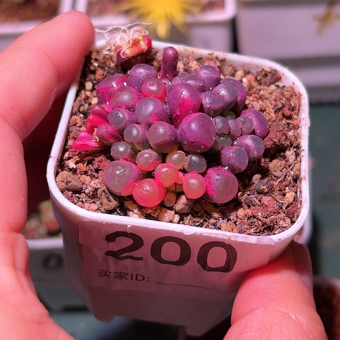 1个种荚200号五十铃玉锦多肉植物锦一物一拍带盆土