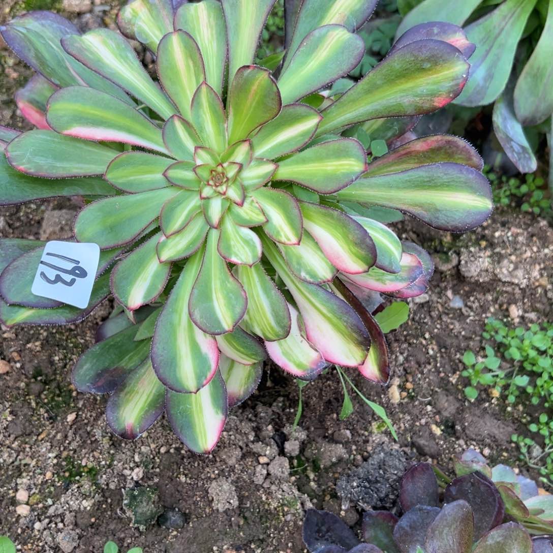 193花蝴蝶多肉多肉多肉0