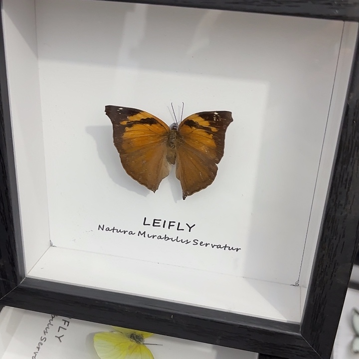 方框白底随机发一个