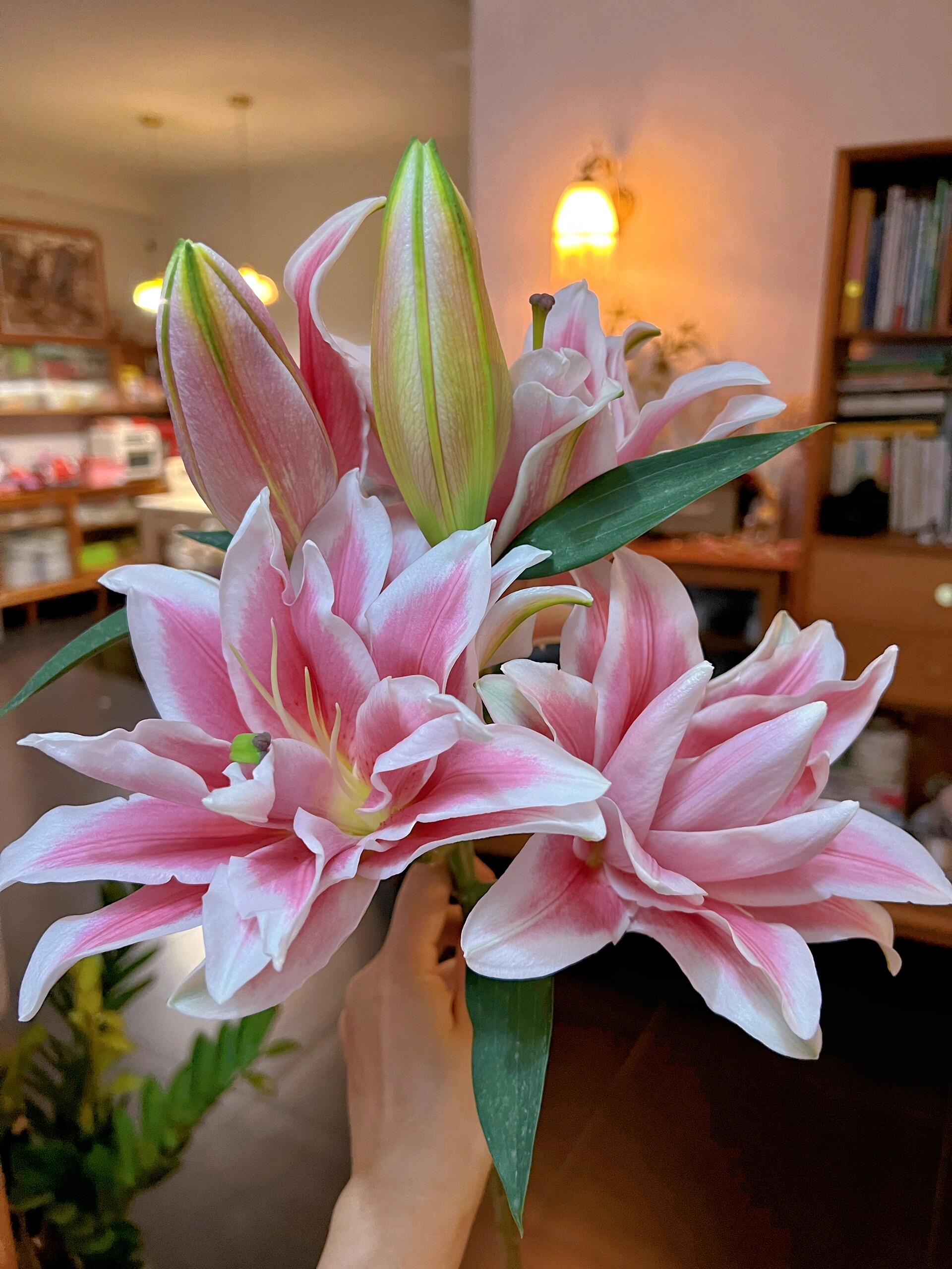 四季可种 16/18【卡斯塔】进口香水百合花种球