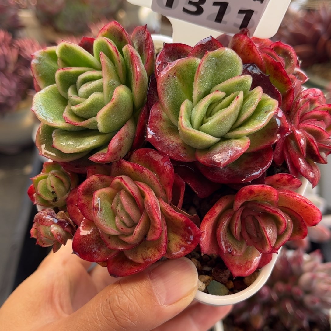 我***看1311 天冷必拍保温箱