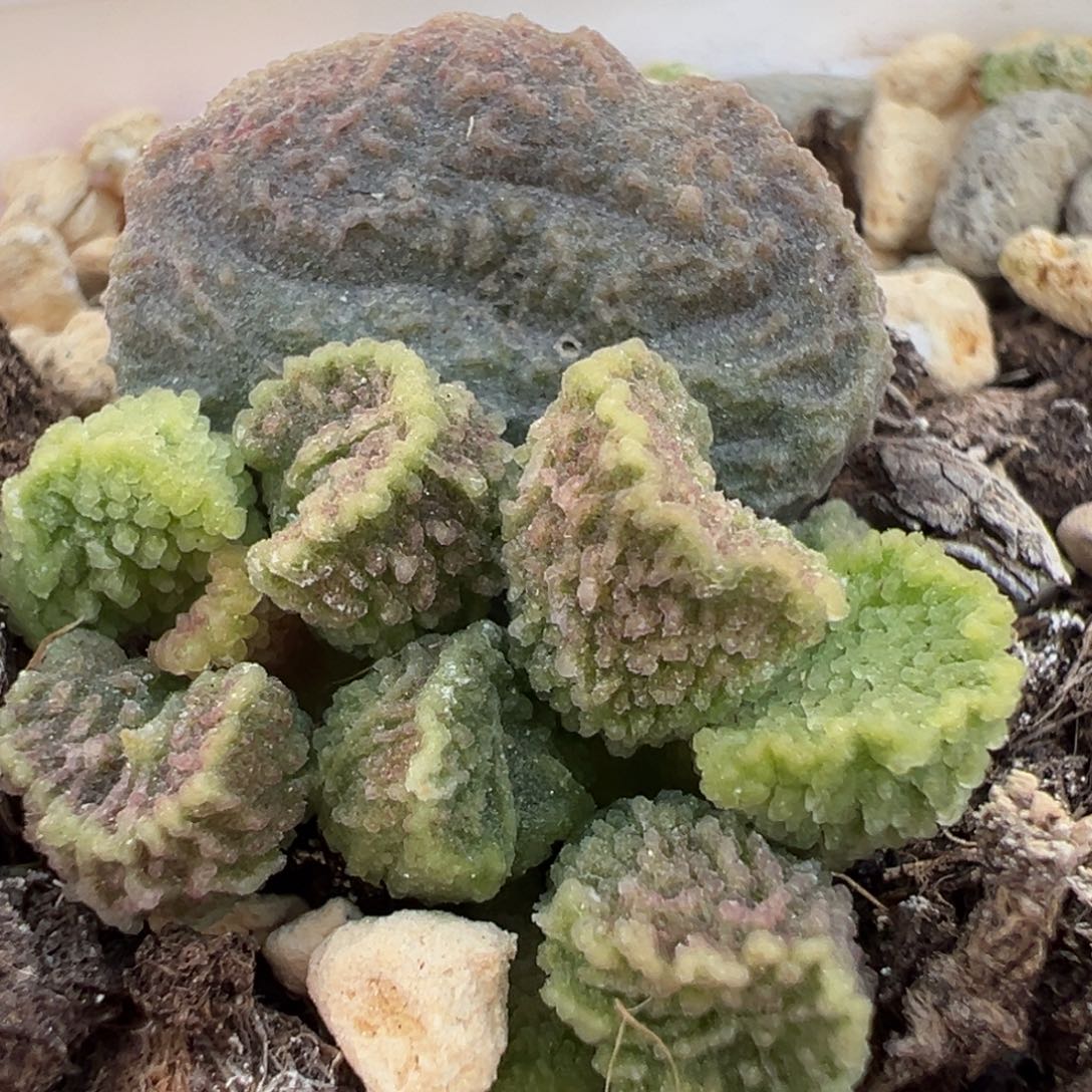 实生新品大苗多肉植物水泡