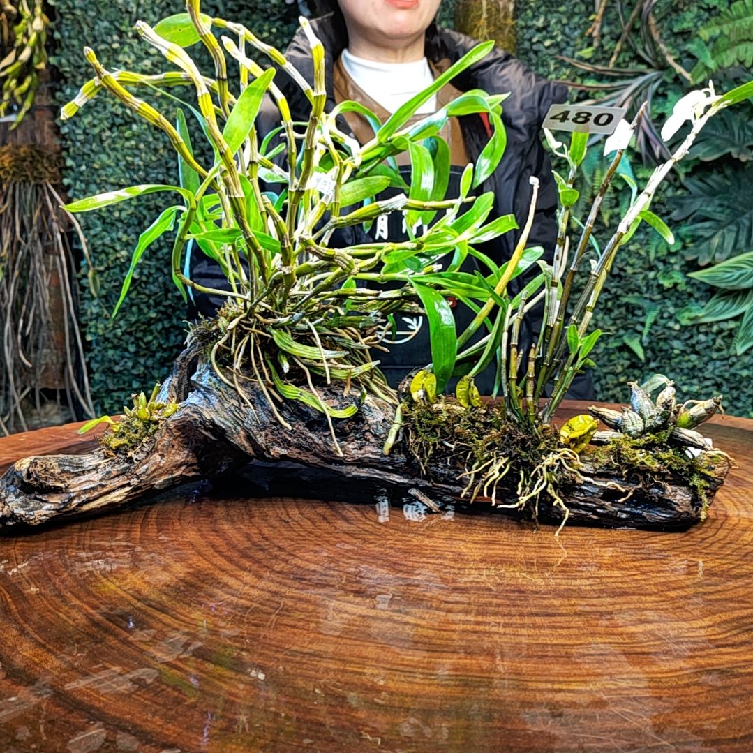 【闪购商品】480茉香，扭瓣，铜皮，小美花