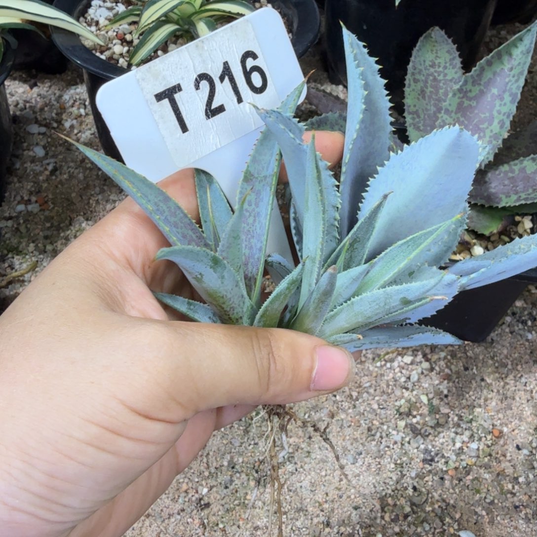 C***n福利牙仙子银狐血统牙子