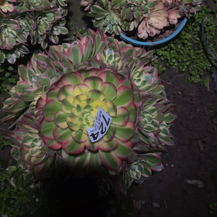 海王花27-18包邮花花