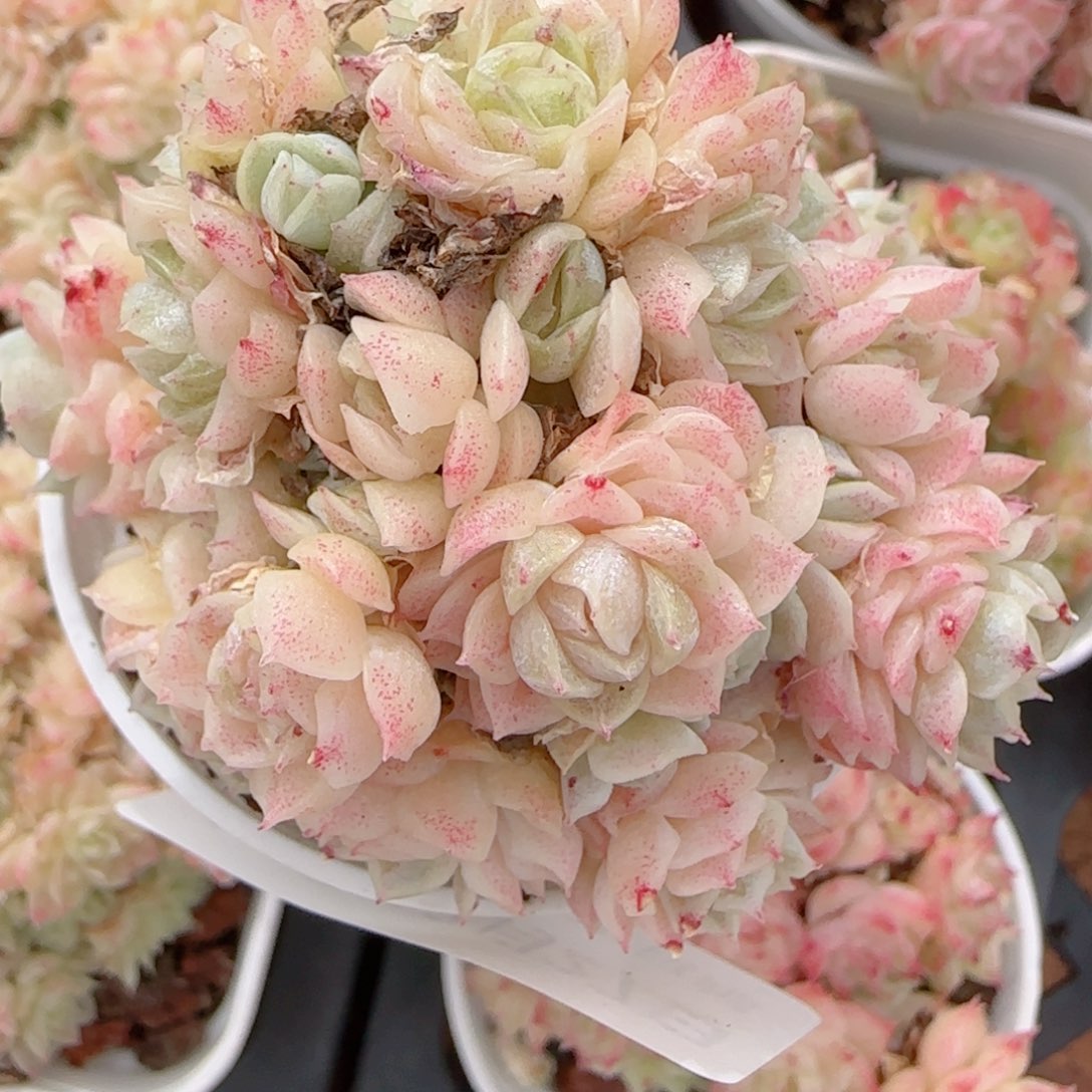 夏***甜花语多肉1227-140散