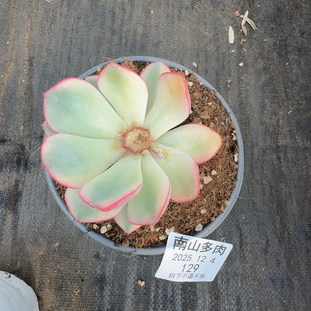 小***吖雨燕座底座11124-129