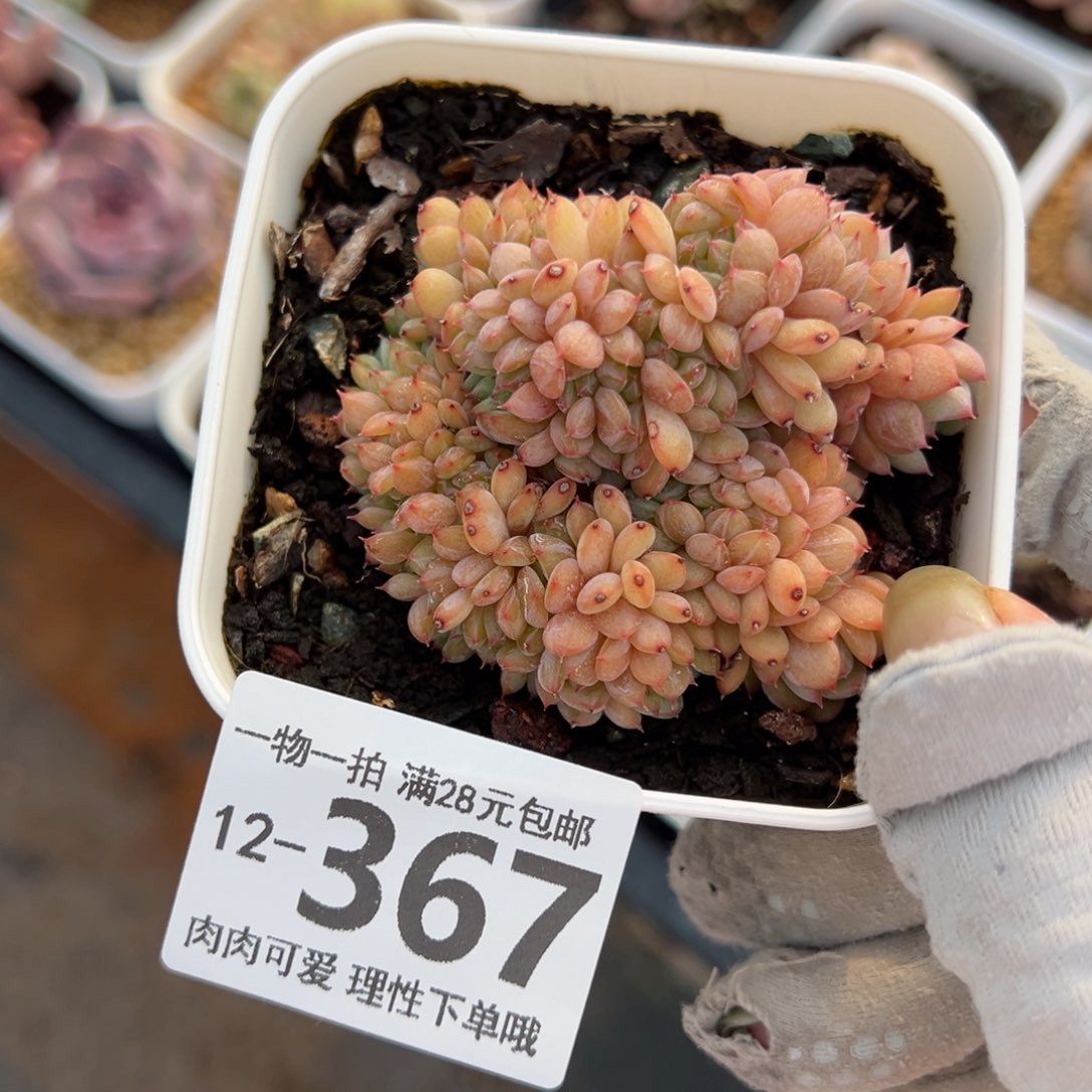 白胖子缀多肉多肉多肉多肉