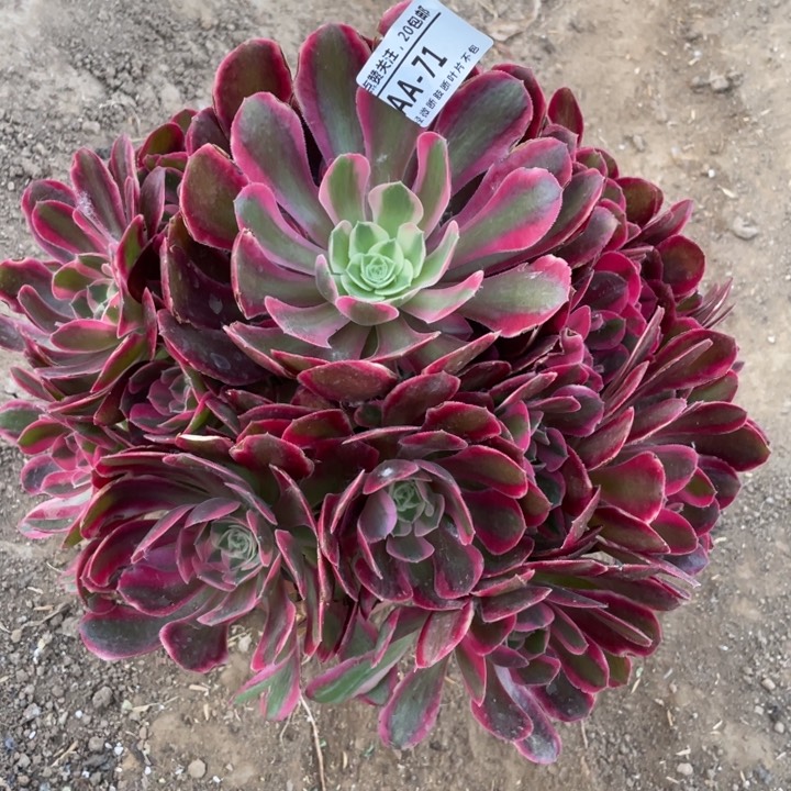 71妖月8棚多肉植物