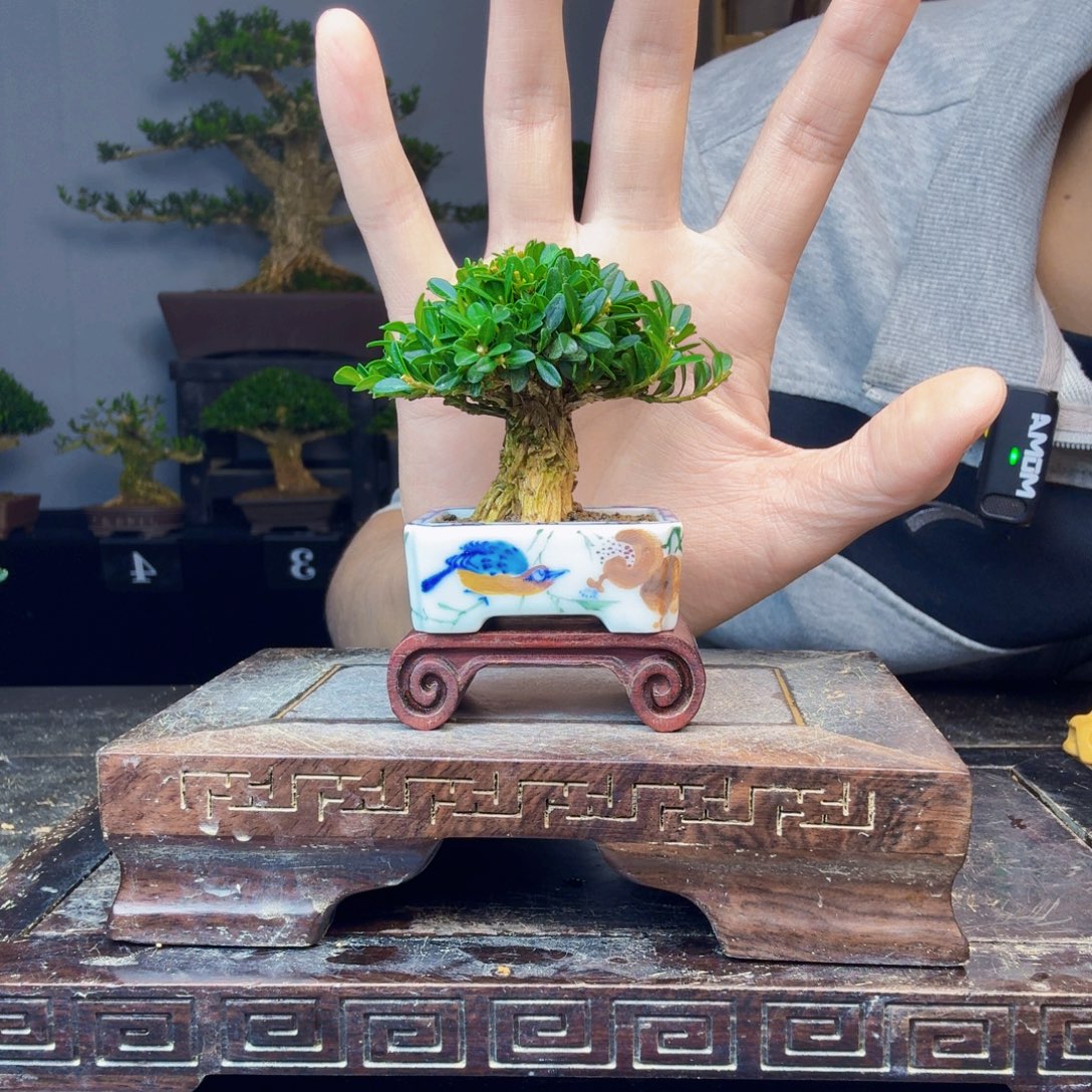 无***车无花朵黄杨盆景一物一拍