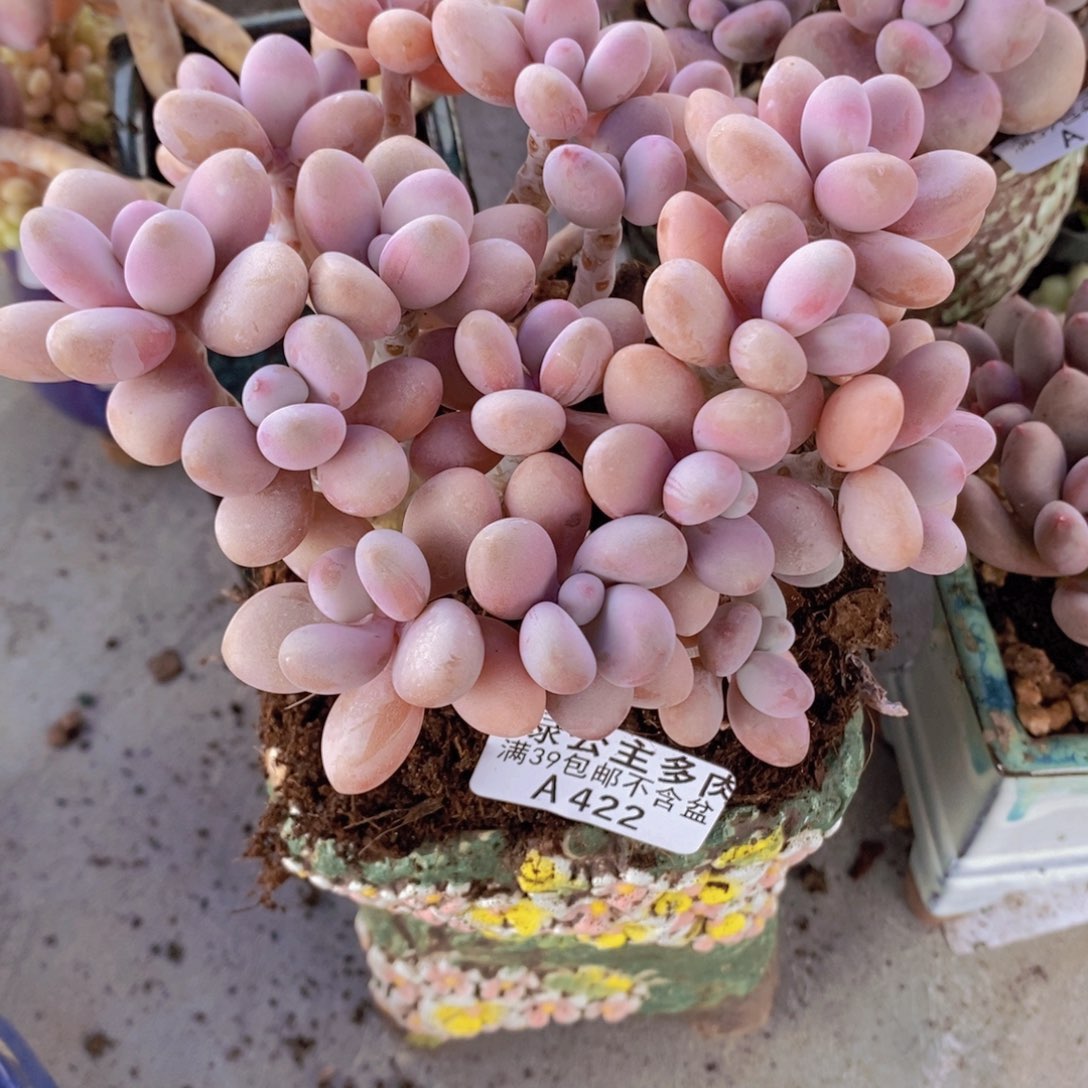 糖果桃蛋老桩12cm422多肉植物