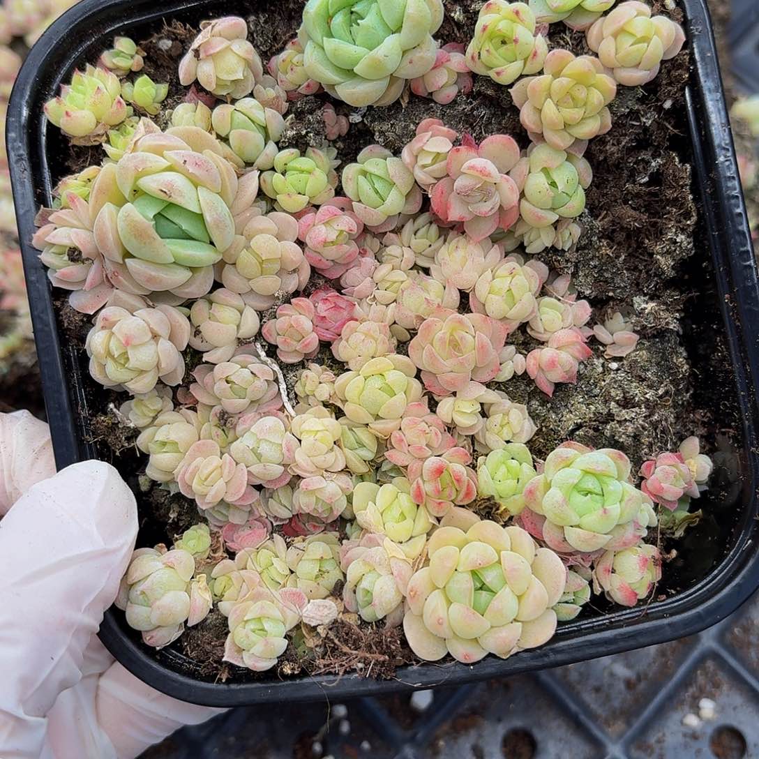 多肉植物多肉植物281
