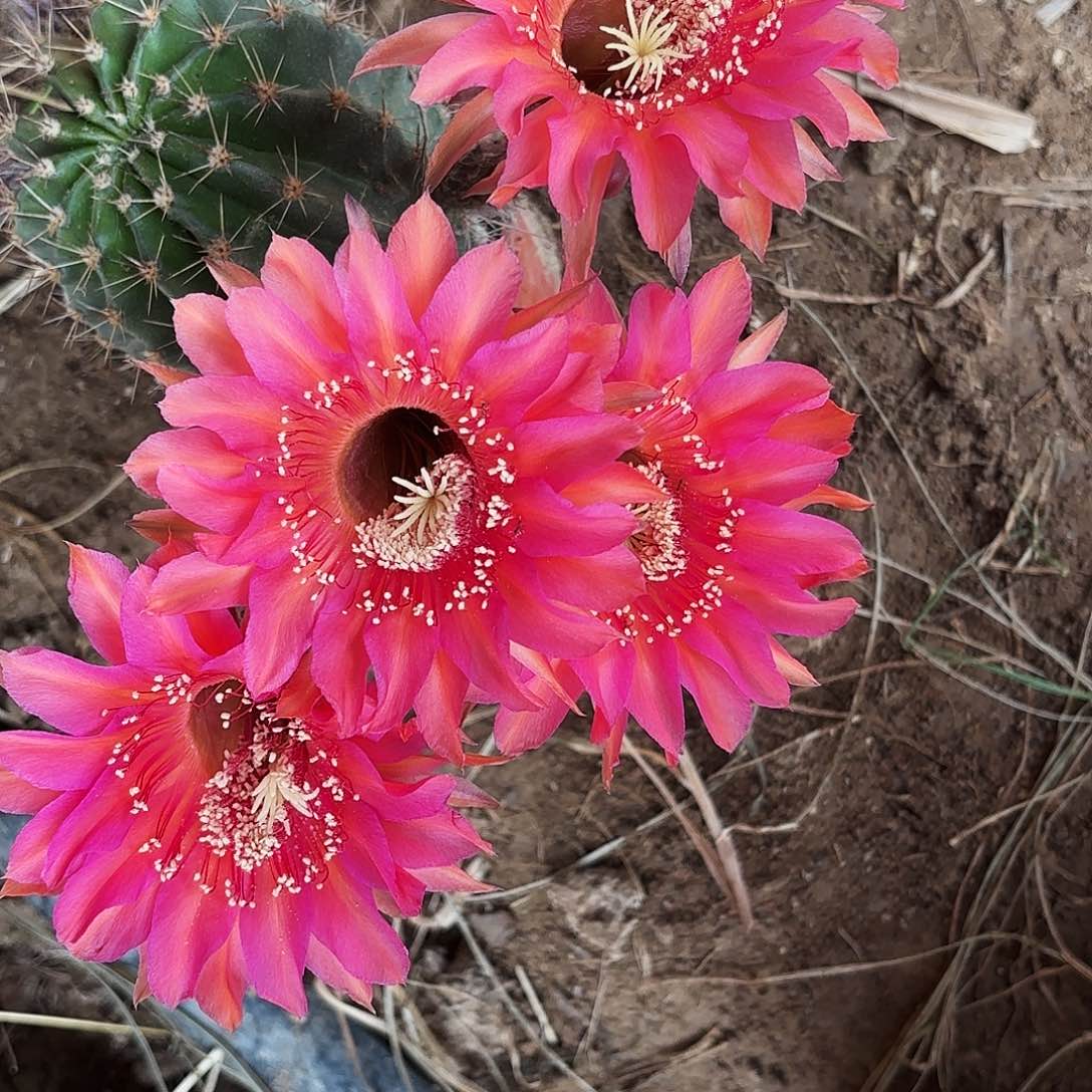 678 实生脱花脱土瑕疵