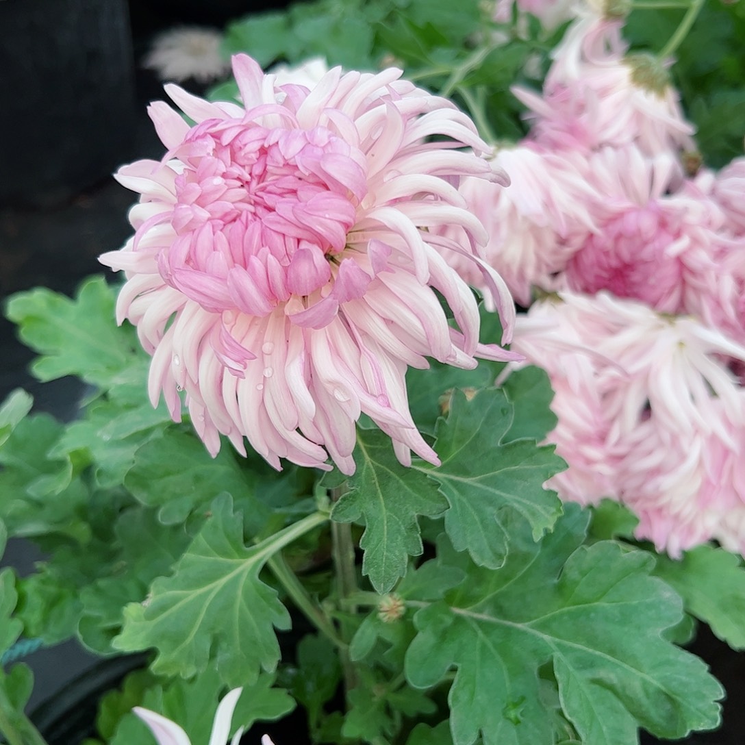 完全开放山海荷园土球发