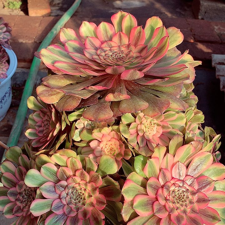 粉体美姬，多肉植物