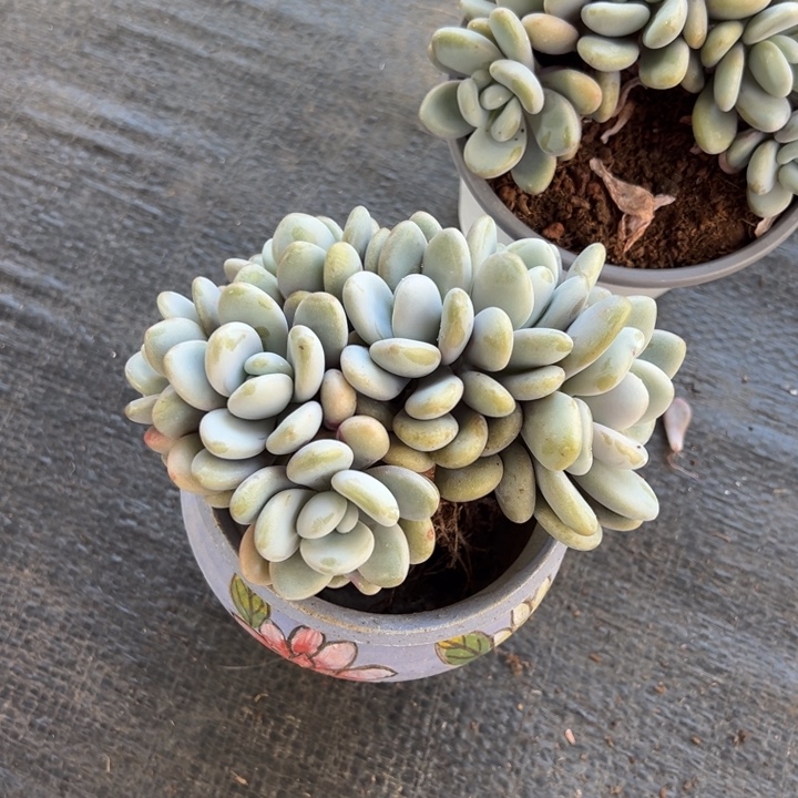 拉拉奶朵朵缀叶插沧海