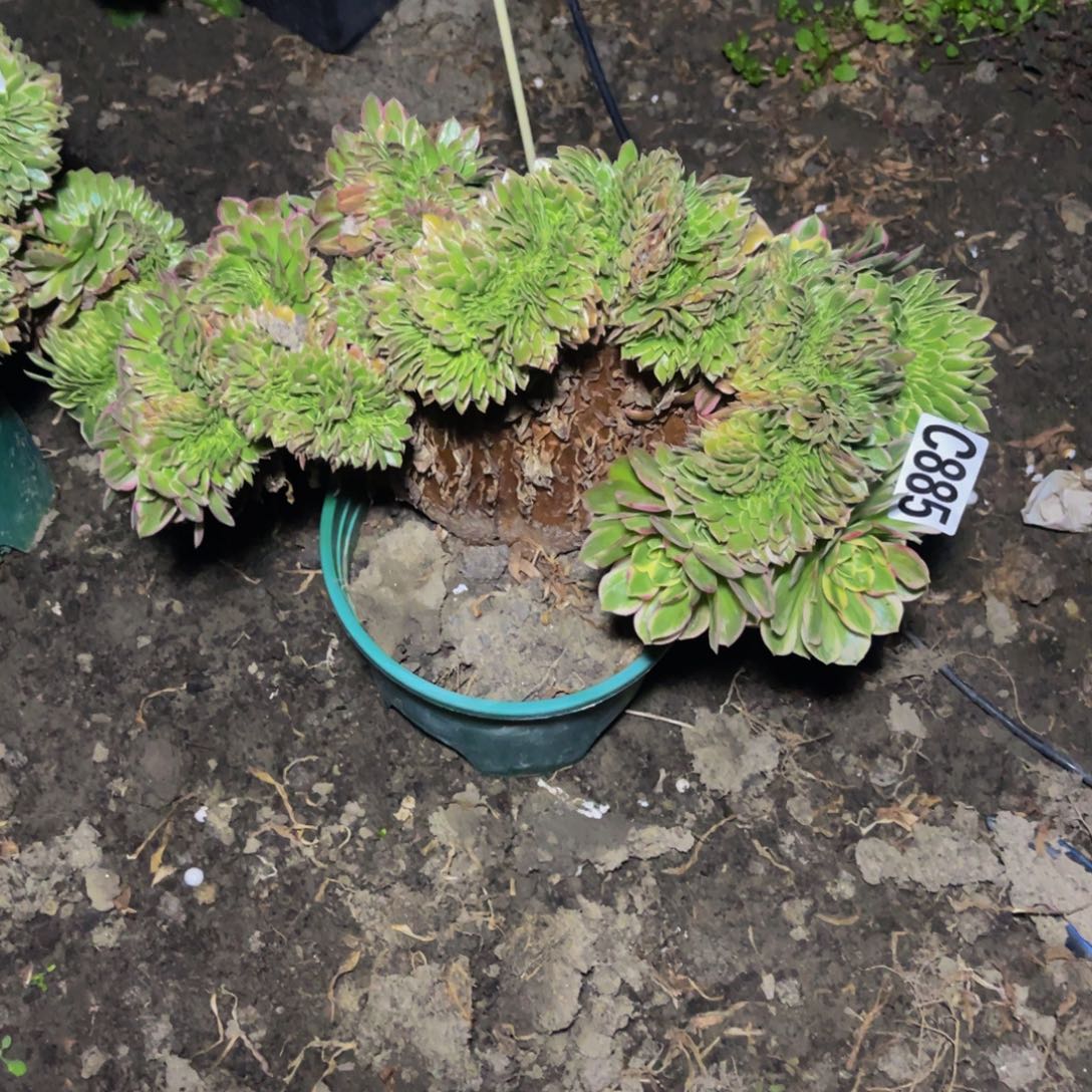 海王法师16////10包邮