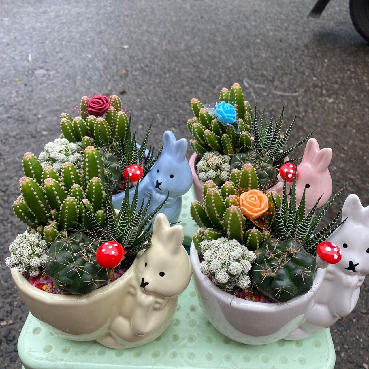 小多肉1盆 随机  绿植盆栽 绿植租摆 企业租花 送花上门