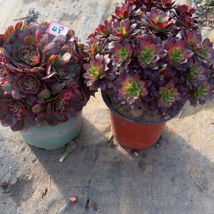 48粉花妖叶片有伤加安娜处理不包售后