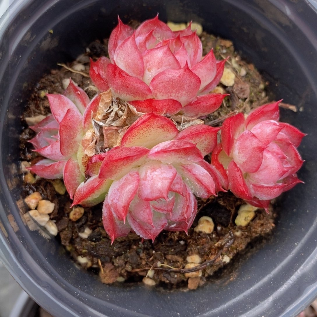 一物一拍多肉，下滑链接更多品种选择